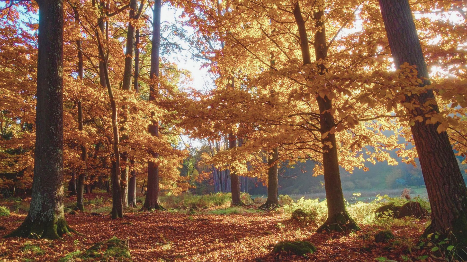 Goldener Herbst rund um das Hotel Okelmann's