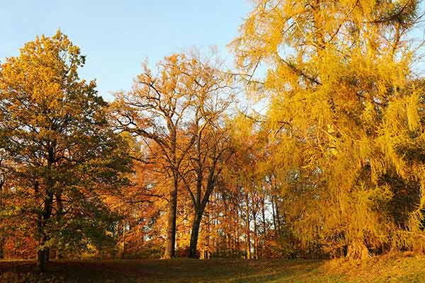 Herbst im Hotel Okelmann's